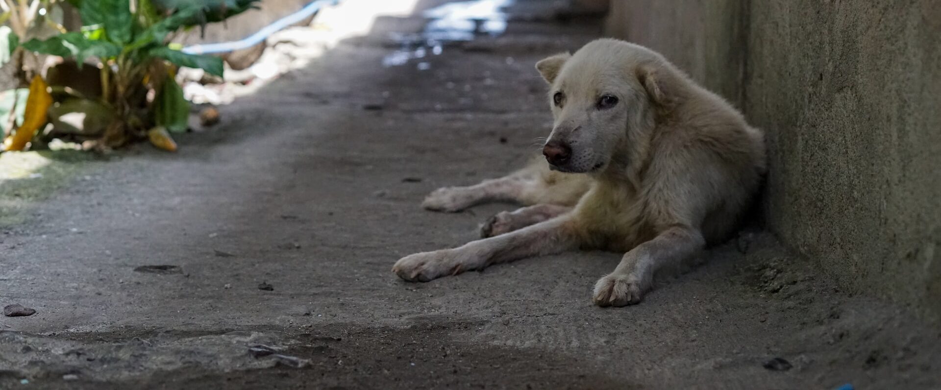 TomarÁn Acciones Para Controlar La SobrepoblaciÓn Felina Y Canina