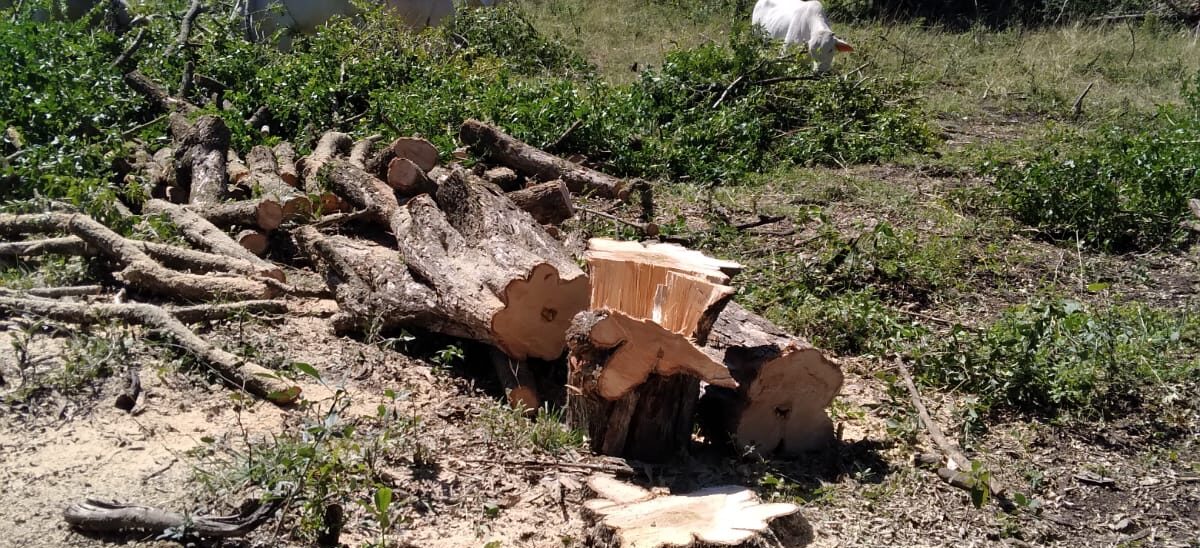 MÁS INVASORES DE TIERRAS EN LA ZONA HUASTECA; HAN CAUSADO CUANTIOSOS DAÑOS