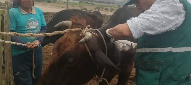 CONTINÚAN LUCHA CONTRA LA TUBERCULOSIS BOVINA EN LAS ZONAS MEDIA Y HUASTECA