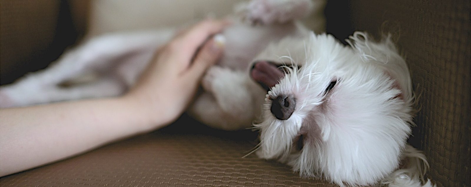 POLICÍAS MUNICIPALES SON CAPACITADOS EN MATERIA DE MATRATO ANIMAL Y ABIGEATO