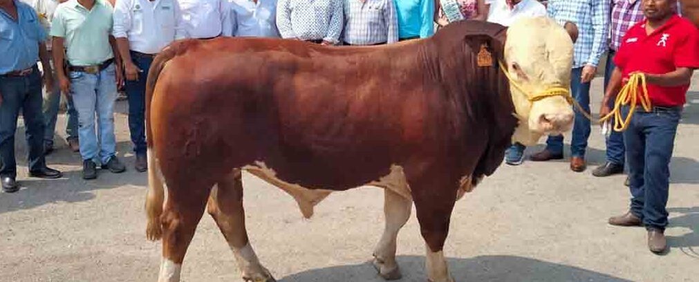 ENTREGAN 50 SEMENTALES A GANADEROS DE LA HUASTECA