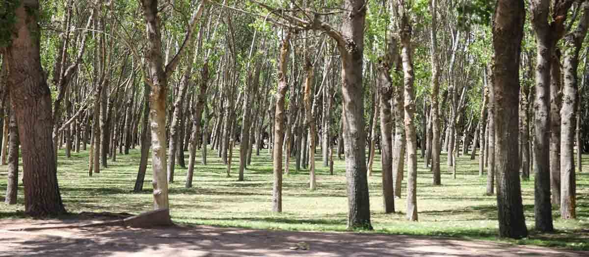 REACONDICIONARÁN Y REHABILITARÁN EL PARQUE TANGAMANGA I