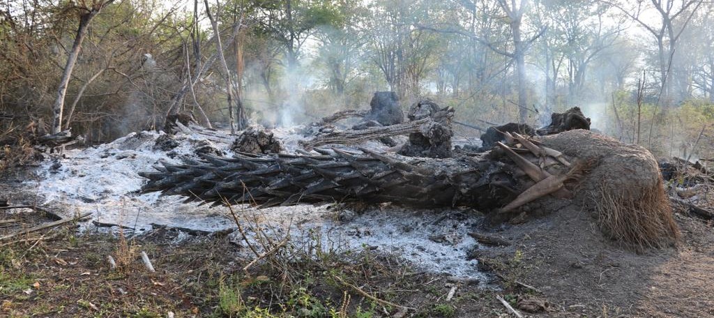 INVADIERON UN RANCHO AJENO… Y AHORA TALAN DECENAS DE ÁRBOLES