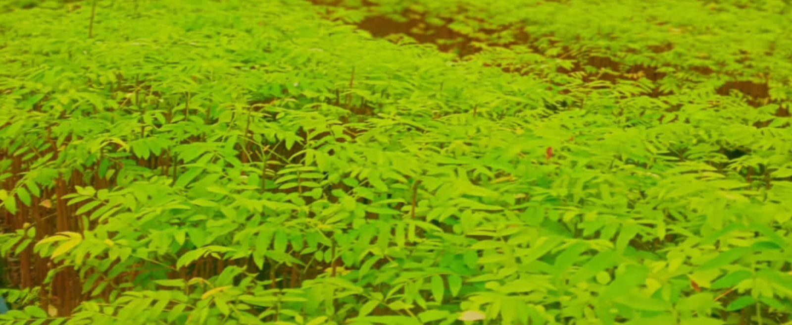 ANUNCIAN PLAN DE REFORESTACIÓN EN ZONA MEDIA