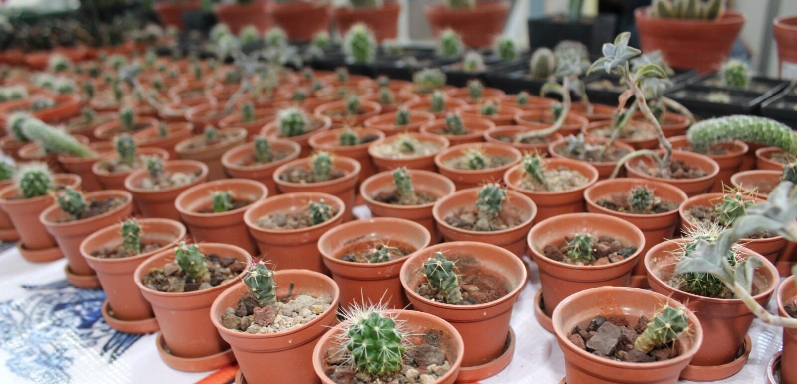 CONCLUYE PRIMERA EXPO ALIMENTARIA