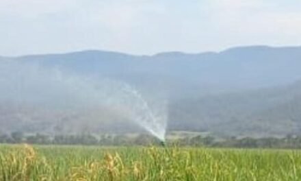 PIDEN A CAÑEROS MODERNIZAR SUS SISTEMAS DE RIEGO