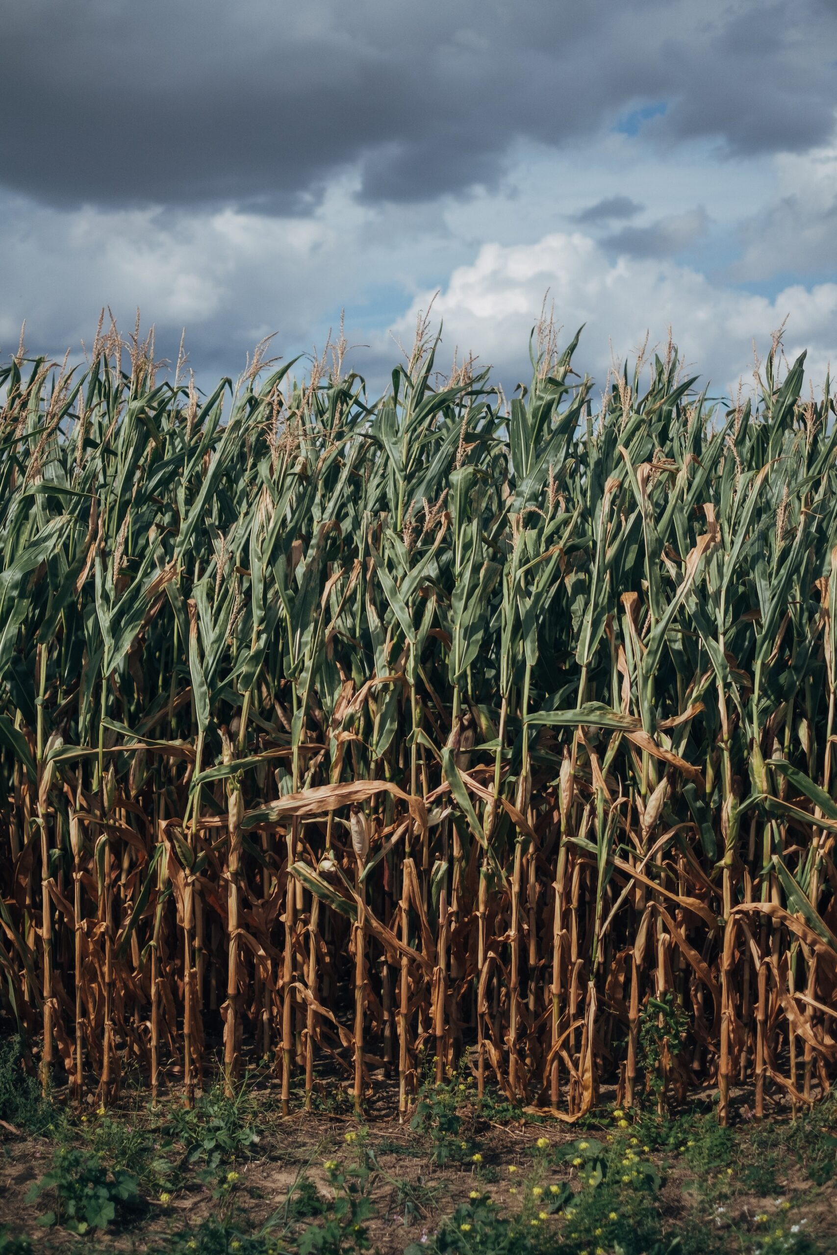 LLEGARÁN NUEVOS APOYOS PARA PRODUCTORES AGRÍCOLAS DE SLP