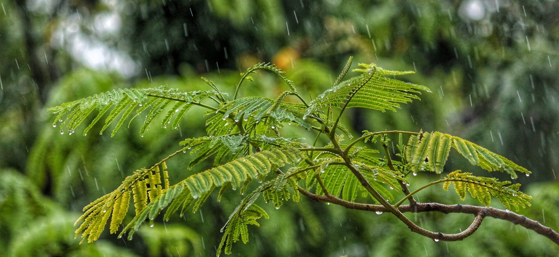 ENTREGAN INSUMOS PARA SITUACIONES DE EMERGENCIA A FAMILIAS DE LA HUASTECA