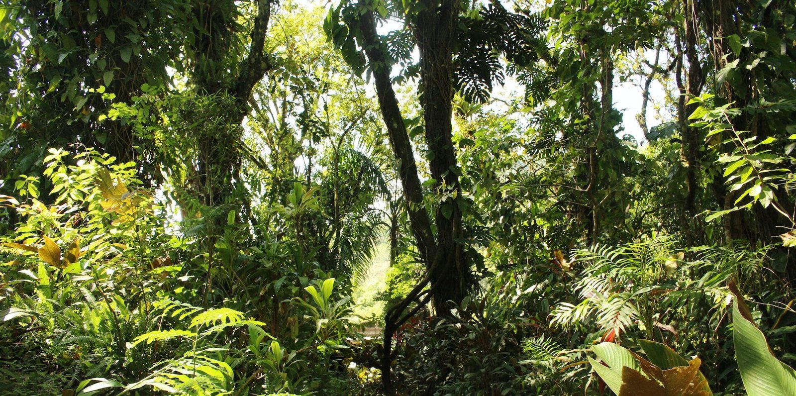 SE BUSCA INCREMENTAR ÁREAS NATURALES PROTEGIDAS EN LA HUASTECA