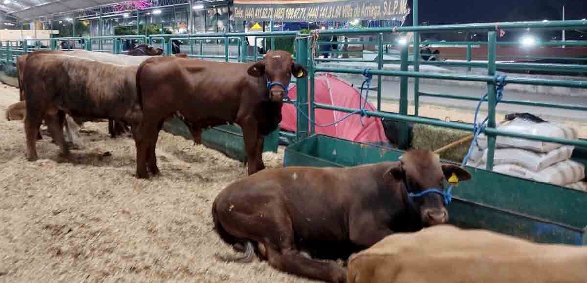 EXPO GANADERA EN LA FENAPO, BRINDA APOYO A LAS Y LOS PRODUCTORES
