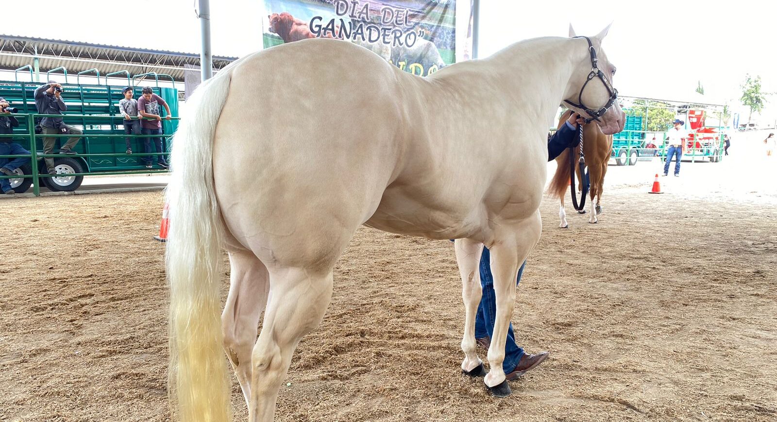 FUE REALIZADA MUESTRA DE CABALLOS CUARTO DE MILLA EN LA FENAPO