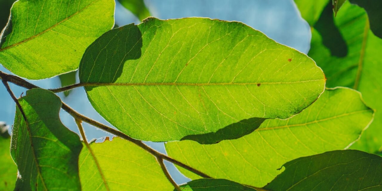 MÁS DE 20 MIL ÁRBOLES HAN SIDO DONADOS A ASISTENTES DE LA FENAPO