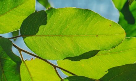 MÁS DE 20 MIL ÁRBOLES HAN SIDO DONADOS A ASISTENTES DE LA FENAPO