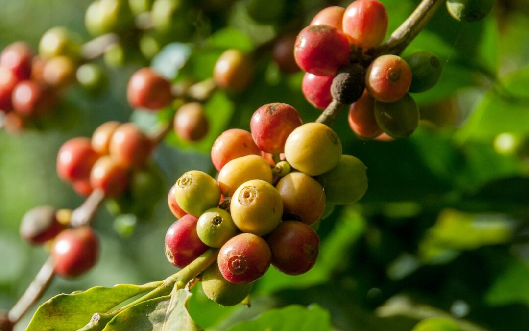 REHABILITARÁN HECTÁREAS DEDICADAS A LA PRODUCCIÓN DE CAFÉ EN LA HUASTECA