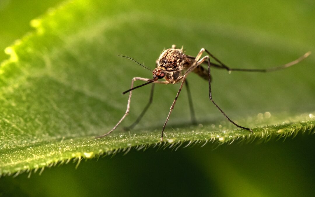 EMITEN RECOMENDACIONES PARA PREVENIR EL DENGUE