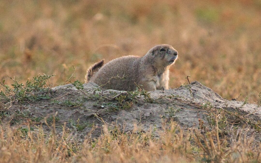 REINTRODUCEN ESPECÍMENES DE PERRITO DE LA PRADERA AL ALTIPLANO