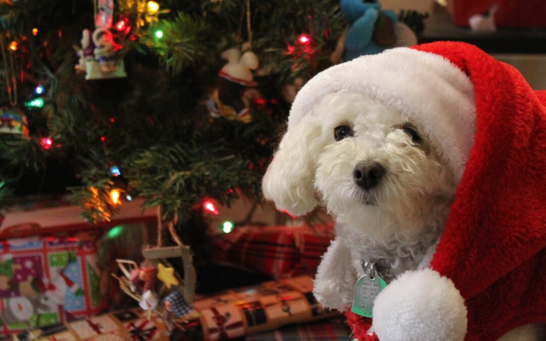 SAN LUIS POTOSÍ TENDRÁ PRIMER FESTIVAL CANINO NAVIDEÑO