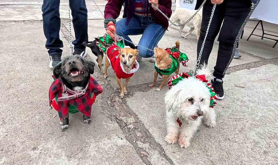 FUE REALIZADO PRIMER FESTIVAL CANINO NAVIDEÑO