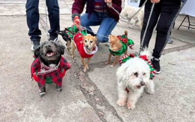 FUE REALIZADO PRIMER FESTIVAL CANINO NAVIDEÑO