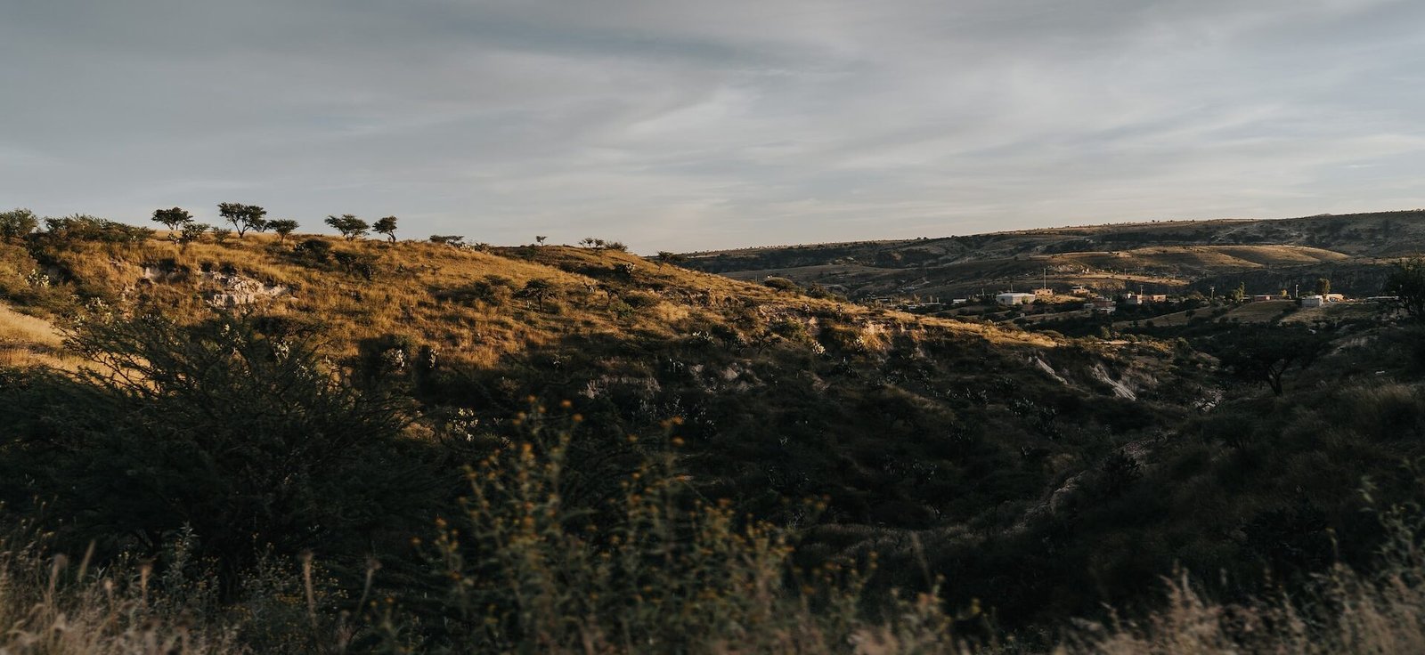 200 MIL ÁRBOLES SERÁN SEMBRADOS EN LA SIERRA DE SAN MIGUELITO