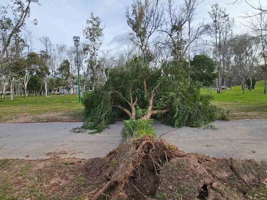 TRAS FUERTE VIENTO, SE TRABAJA EN LIMPIEZA DE PARQUES TANGAMANGA