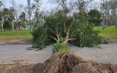 TRAS FUERTE VIENTO, SE TRABAJA EN LIMPIEZA DE PARQUES TANGAMANGA
