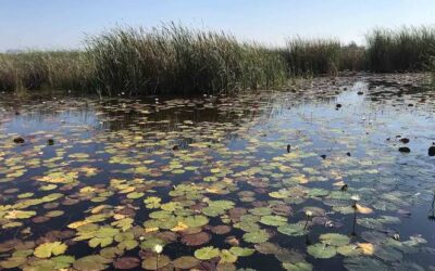 SAN LUIS POTOSÍ SERÁ SEDE DEL DÍA MUNDIAL DE LOS HUMEDALES