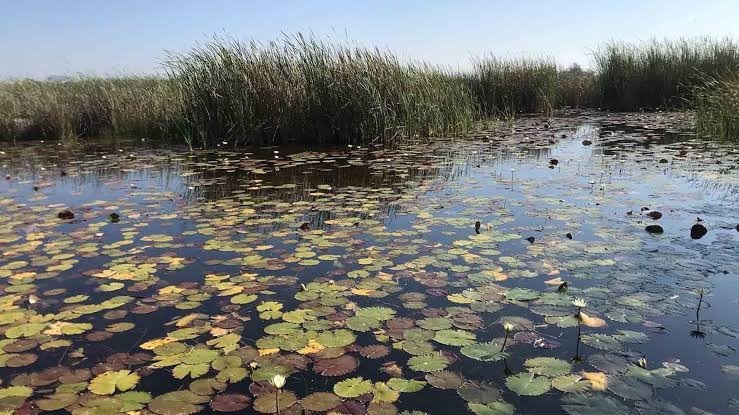 SAN LUIS POTOSÍ SERÁ SEDE DEL DÍA MUNDIAL DE LOS HUMEDALES