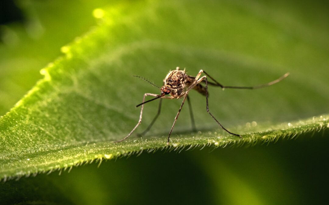 AUMENTAN CASOS DE DENGUE EN SLP