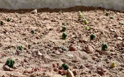 TOMAN ACCIONES PARA LA PRESERVACIÓN Y EL CUIDADO DEL DESIERTO POTOSINO