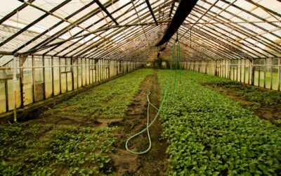 GANANCIAS DE INVERNADEROS SANTA RITA SE DESTINARÁN A COMBATIR LA SEQUÍA