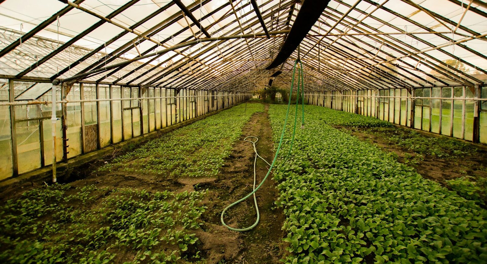 GANANCIAS DE INVERNADEROS SANTA RITA SE DESTINARÁN A COMBATIR LA SEQUÍA