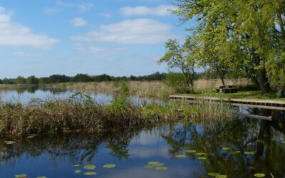 REFORZARÁN ACCIONES PARA LA PROTECCIÓN DEL MEDIO AMBIENTE EN EL ESTADO