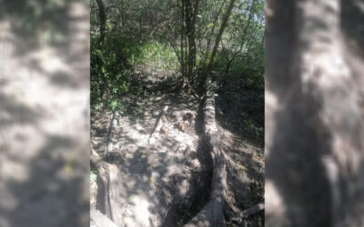 ENCONTRARON RESTOS HUMANOS EN RANCHO DE TAMUÍN