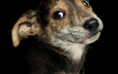 Investigan el caso de maltrato animal en la capital