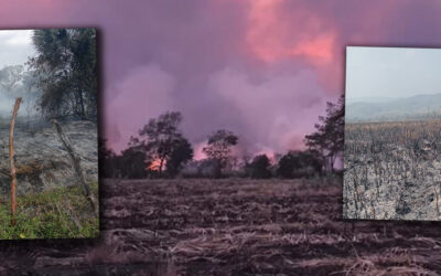 INCENDIO PROVOCADO CONSUMIÓ LA «CIÉNEGA DE TAMASOPO»