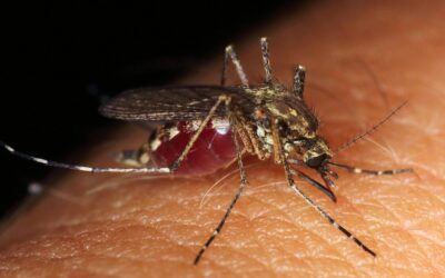ARRANCAN ESTRATEGIA CONTRA EL DENGUE EN EL ESTADO