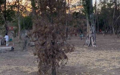 EN BREVE INICIARÁ REHABILITACÍON DEL PARQUE DE MORALES EN LA CAPITAL DE SLP