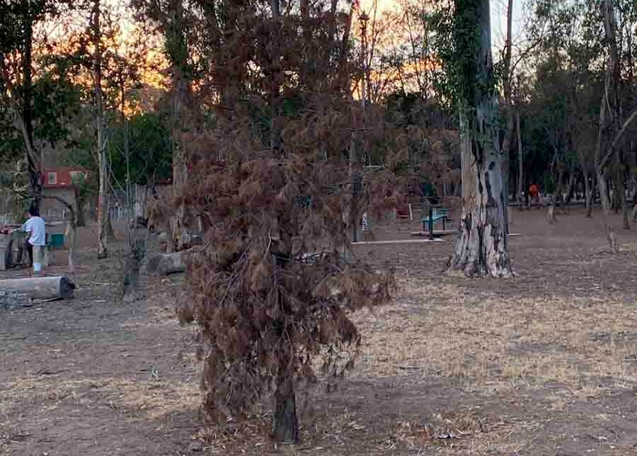 EN BREVE INICIARÁ REHABILITACÍON DEL PARQUE DE MORALES EN LA CAPITAL DE SLP