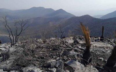DE NUEVE INCENDIOS EN EL ESTADO, AÚN FALTAN CUATRO POR SER CONTROLADOS
