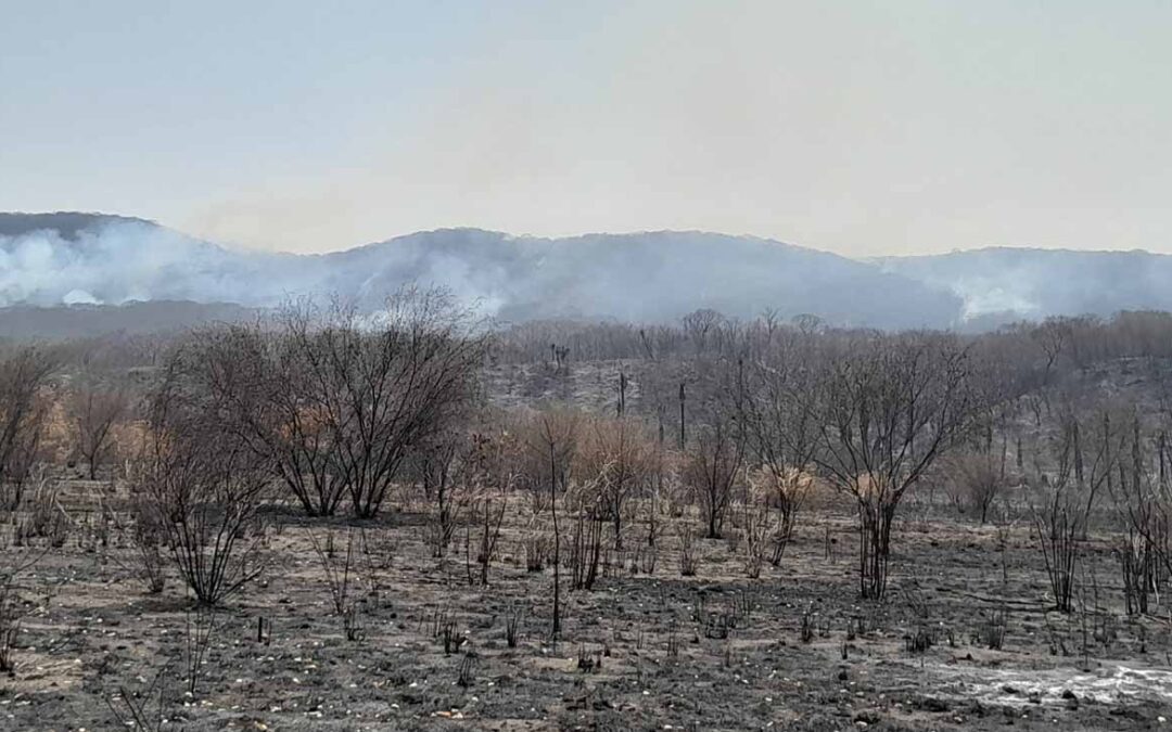 TRES HELICÓPTEROS Y BRIGADISTAS COMBATEN INCENDIO FORESTAL EN VALLES