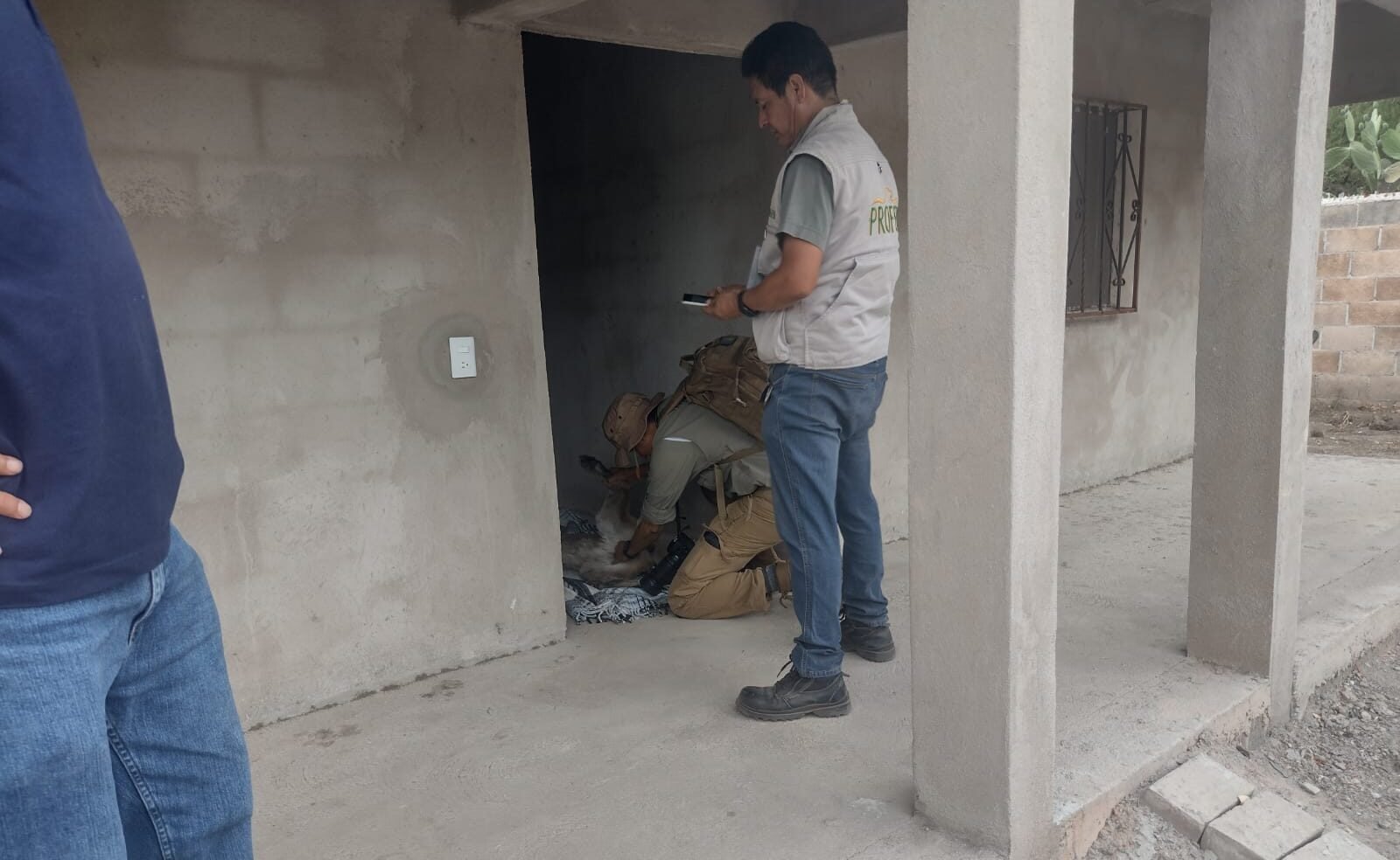 PUMA CAPTURADO EN ARMADILLO DE LOS INFANTE FUE REINTEGRADO EN SU HÁBITAT NATURAL