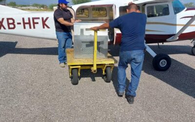 INICIA COMBATE A PLAGA MOSCA DE LA FRUTA EN LA REGIÓN MEDIA