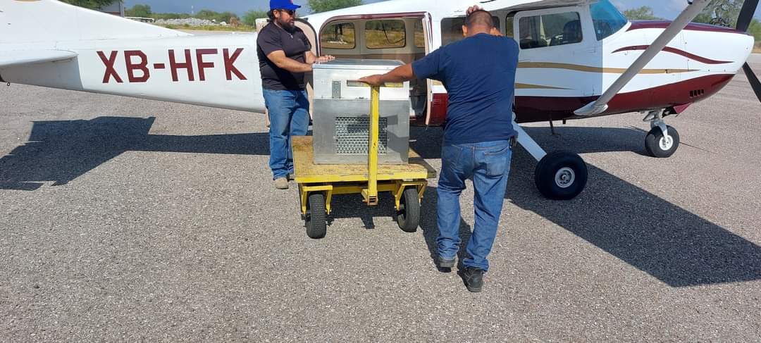 INICIA COMBATE A PLAGA MOSCA DE LA FRUTA EN LA REGIÓN MEDIA