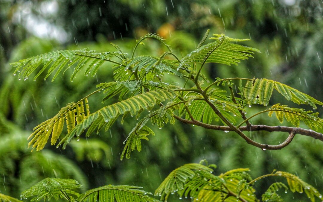 PROTECCIÓN CIVIL ATENTO ANTE LLUVIAS EN LA HUASTECA