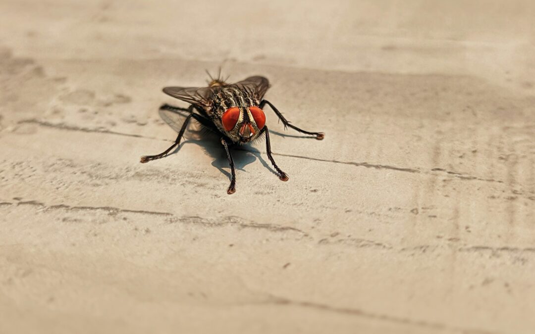 EMITEN MEDIDAS SANITARIAS POR PLAGA DE MOSCAS