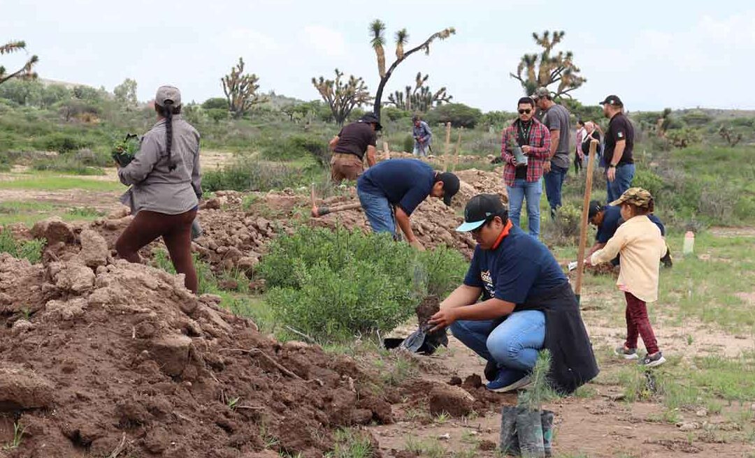 SE REALIZAN ESFUERZOS PARA REFORESTAR SIERRA DE SAN MIGUELITO