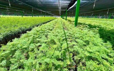 PRODUCEN 350 MIL PLANTAS FORESTALES EN EL VIVERO FORESTAL MILITAR DE CIUDAD VALLES