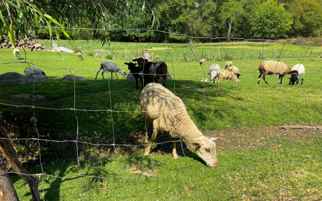 SE REALIZARÁ EXHIBICION DE GANADO OVINO EN LA FENAPO