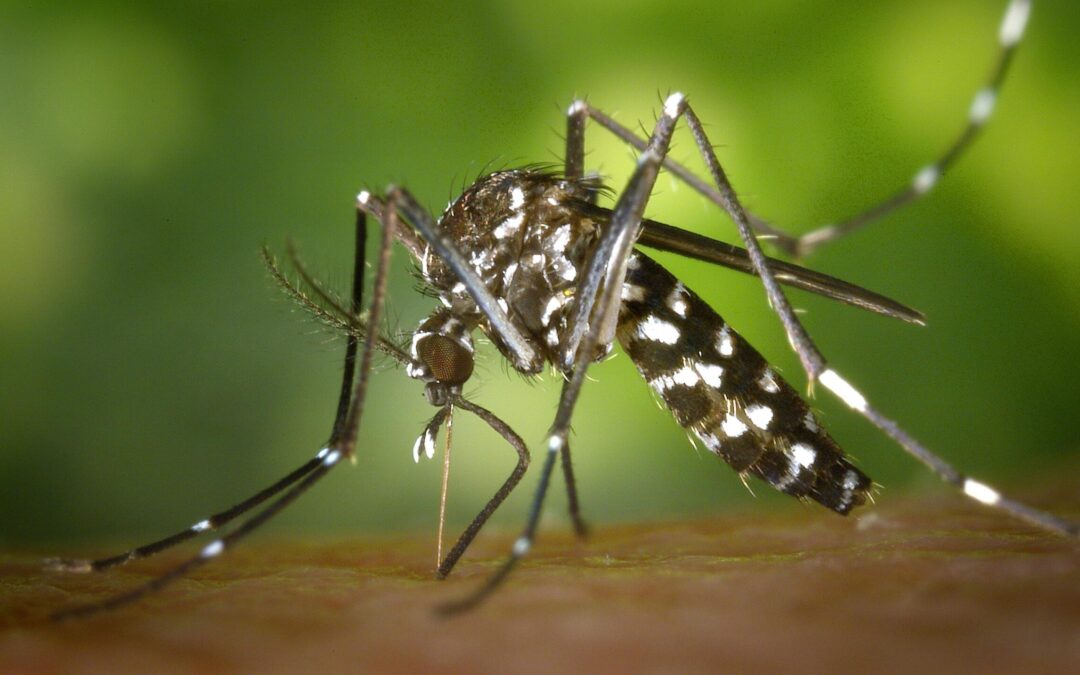 SE DISPARAN CASOS DE DENGUE EN LA HUASTECA